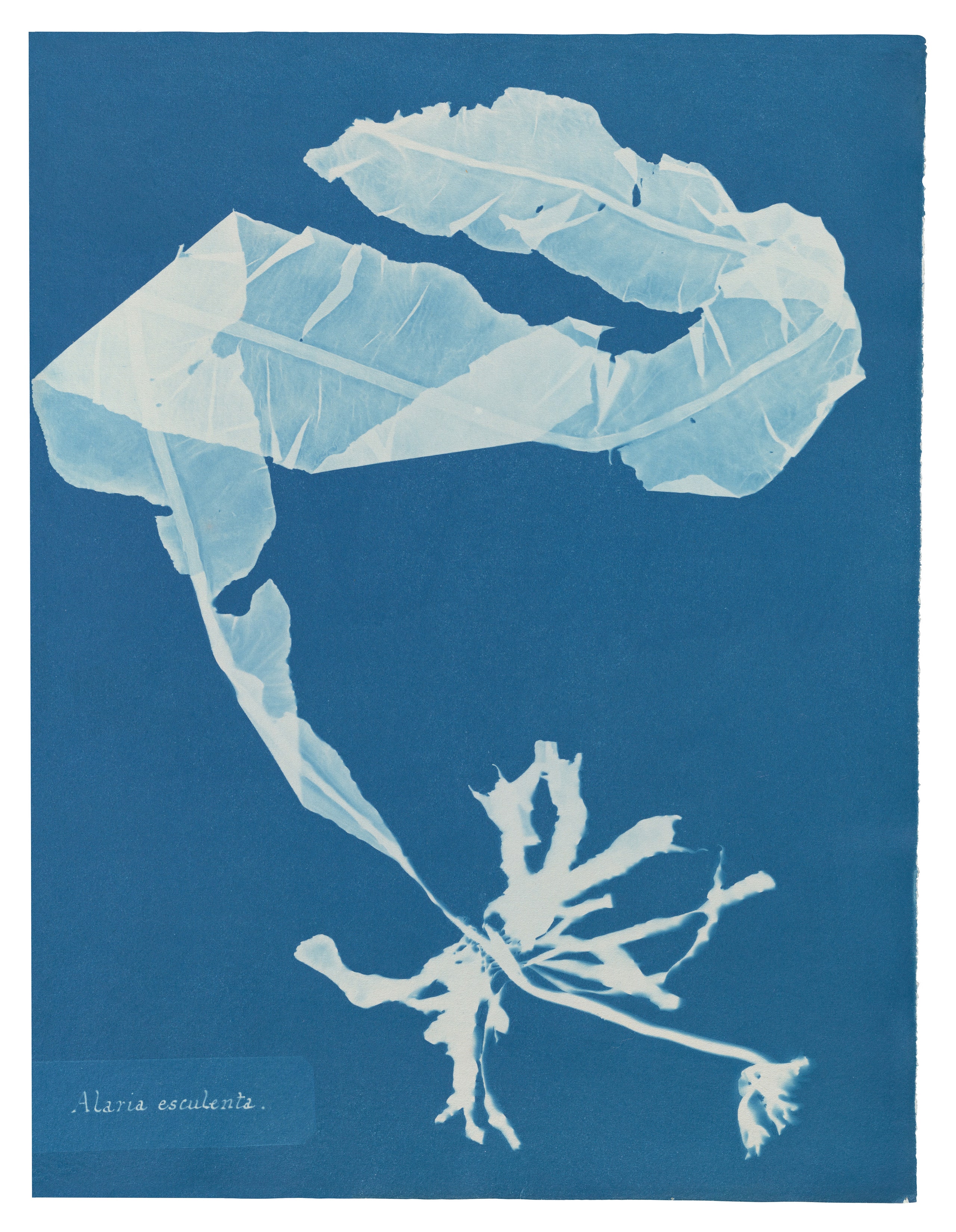 Anna Atkins book captures the delicacy of algae and ferns