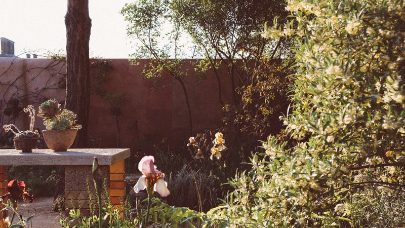 Cedric Morris inspires Sarah Price’s golden RHS Chelsea Flower Show garden