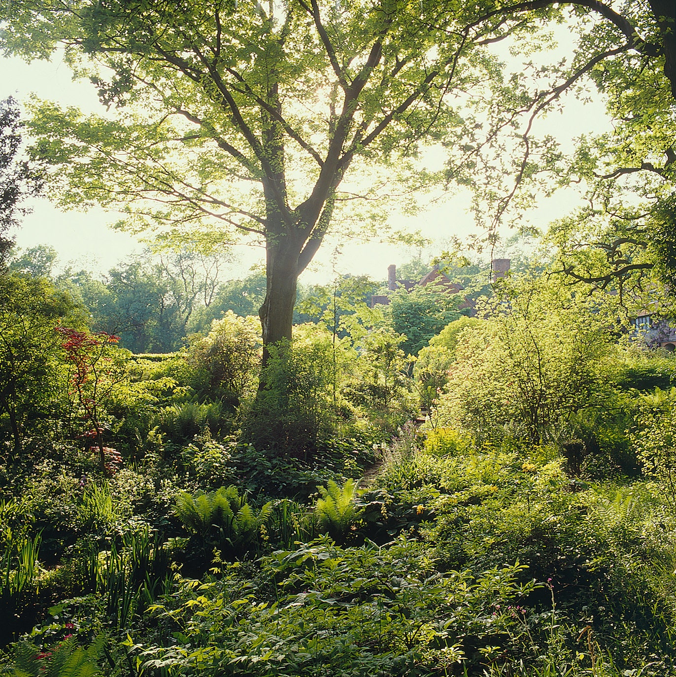 Woodlands at Vann garden Surrey